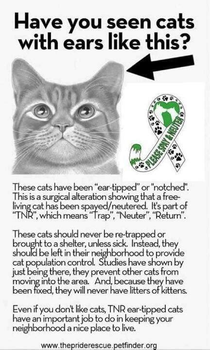 Feral Cat Ear Notch Sport News