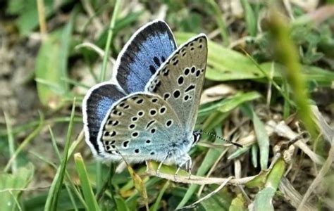 Large Blue Butterfly Identification Facts And Pictures