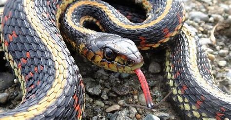 Common Garter Snake Vancouver Island Bc Gohikingca