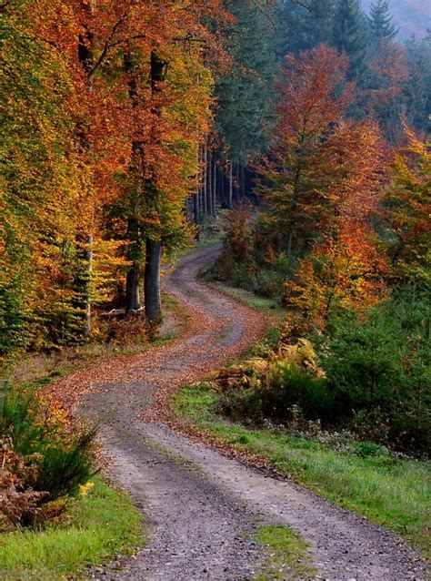 Winding Forest Road In The Fall No Location Given By Hendryk Cantero