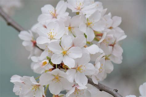 Cherry Blossoms Wallpaper ·① Wallpapertag