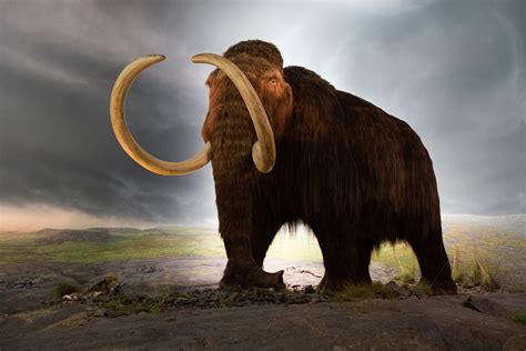 Revival Of The Woolly Mammoth Wikipedia