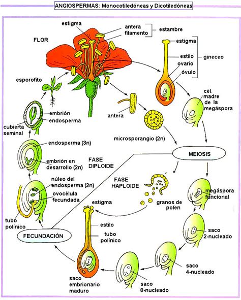 ciencias de la naturaleza 2º eso reproducción sexual en las plantas con semillas