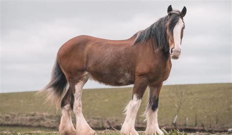 Clydesdale Horse Breed Profile Helpful Horse Hints