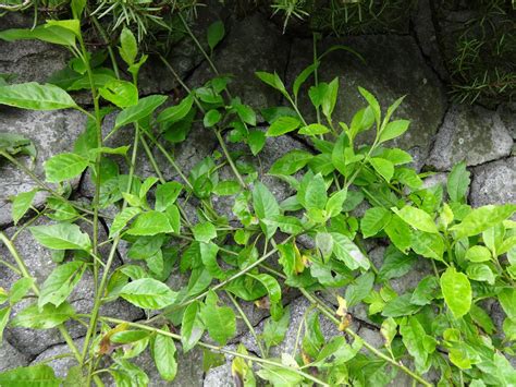 Herbs From Distant Lands Gynura Procumbens Sabungai