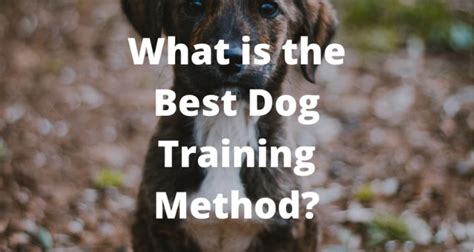 What Is The Best Dog Training Method By Super Paw Box Medium
