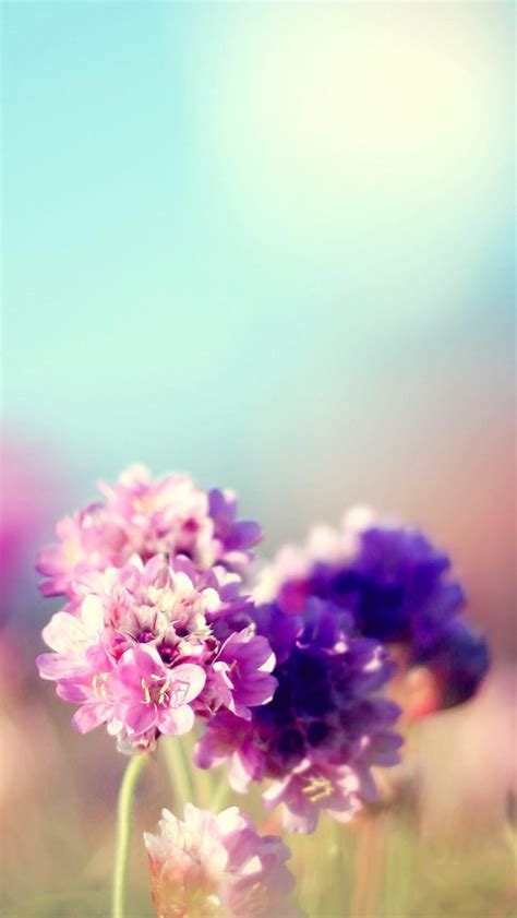 Flowers Field Nature Sunny Iphone Wallpapers Free Download