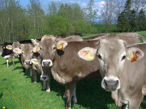 Cow Parade Cows Allgäu Brown · Free Photo On Pixabay
