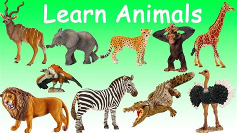Learn Wild Animals Names Sounds Singular Plural Fun