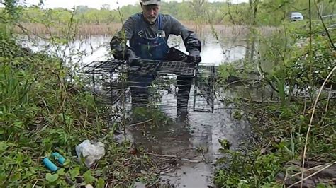 Beaver Live Traps Best Beaver Live Catch Trap On The Market Youtube