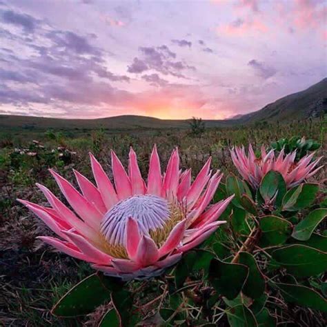 Proteas of hawaii is located on the slopes of the dormant volcano haleakala in the cool east maui uplands. Proteas | Unusual flowers, Beautiful flowers, Protea flower