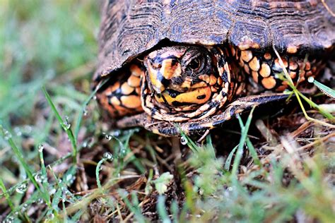 Turtle Hunting Bower Power