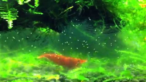 Aquarium Water Fleas in my red cherry shrimp tank - YouTube