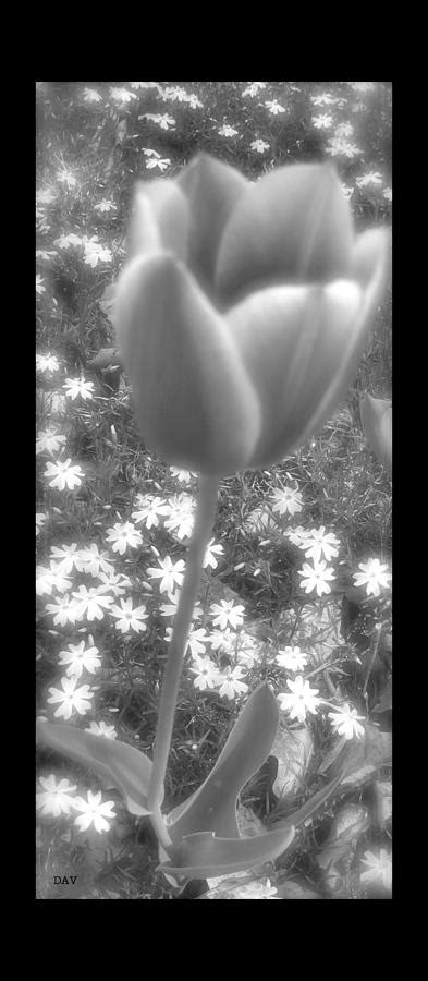 Center Tulip Photograph By Debra Vatalaro Fine Art America