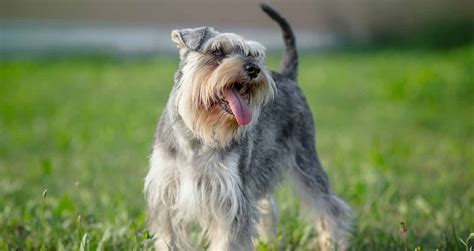 Advertise, sell, buy and rehome miniature schnauzer dogs and puppies with pets4homes. Miniature Schnauzer Puppies for Sale | Greenfield Puppies