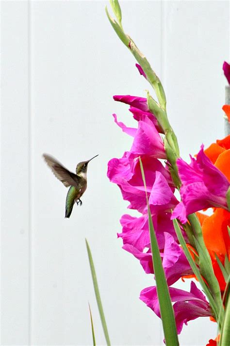 Attract hummingbirds while adding beauty to your garden when you plant one or all of these gorgeous flowers in your garden! Hummingbirds and Gladiolus | Grateful Prayer | Thankful Heart