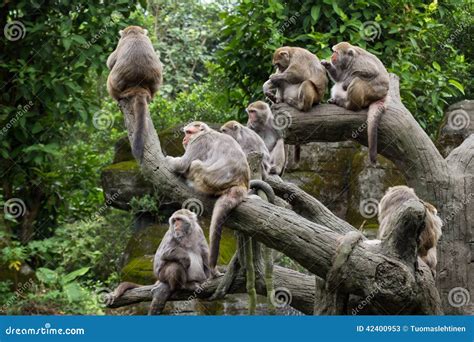 Group Of Formosan Macaque Monkeys Sitting Stock Image Image Of