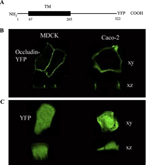 Tight Junction TJ Targeting Of Occludin Yellow Fluorescent Protein