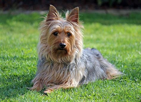 #24 Silky Terrier | Silky terrier, Australian silky 