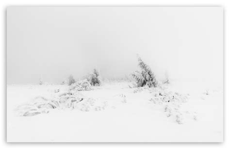 Winter Fog White Snow Trees Aesthetic Ultra Hd Desktop