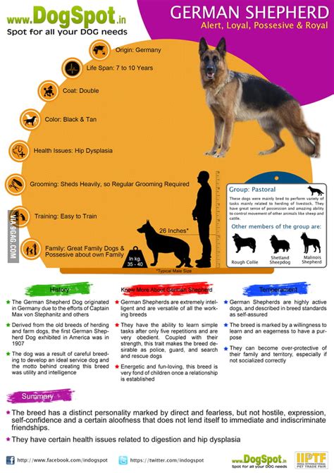 German Shepherd Dog Breed Information Infographics 9gag