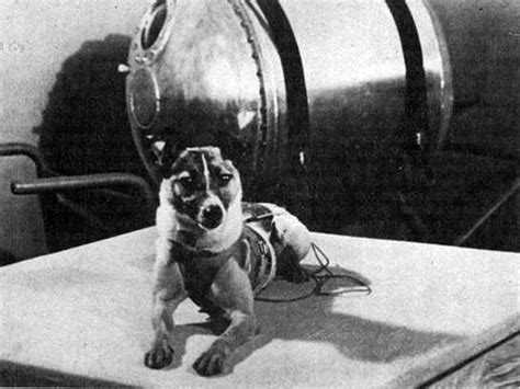 The aim was to find out how long a dog can survive in space. Laika: The First Earthling in Space