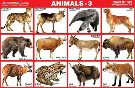 Mammals Chart