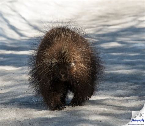 Photos The Weather Network Canadian Wildlife Timmins Cute Porcupine