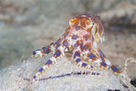 ‘more Potent Than Cyanide How To Stay Safe From Blue Ringed Octopus