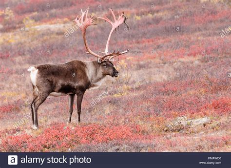 Caribou Barren Ground Bull Autumn Denali Park Alaska Stock Photo