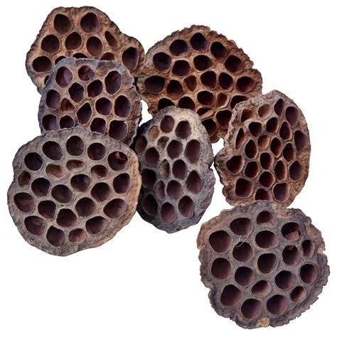 Lotus Pods Dried Pack Of 10 6 8cm A Floral Affair