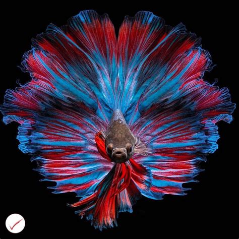 Siamese Fighter Fish Find Out How Long Betta Fish Live Design