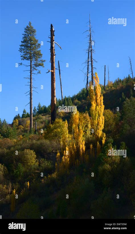 Autumn Foliage Lake Tahoe Area California Stock Photo Alamy