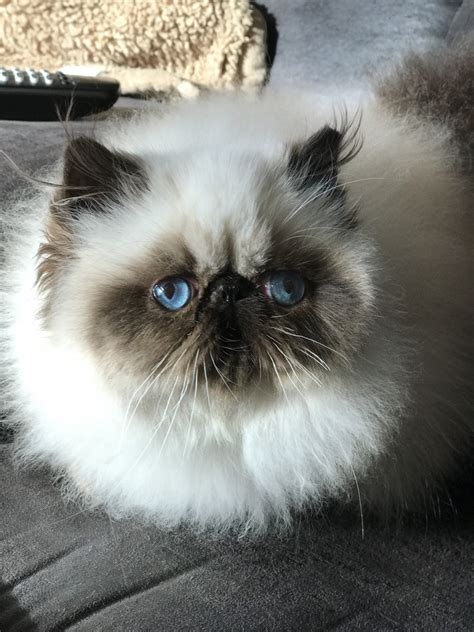 Himalayan Cats For Sale Des Moines Ia 256113 Petzlover