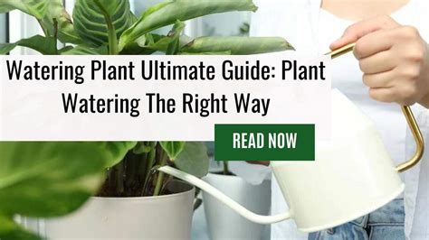 Watering Plant Ultimate Guide Learn To Water Plants Correctly Like An