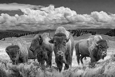 Black And White Photo Of Yellowstone Buffalo Herd In A Westernla
