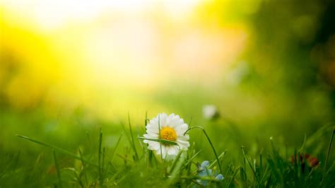 Free Images Nature Blossom Light Sky Sun Field Lawn Meadow
