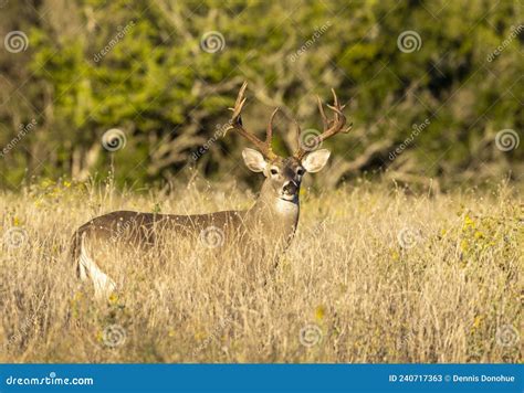 Whitetail Deer Buck In Texas Farmland Stock Image Image Of Autumn