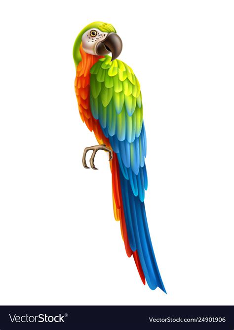 Realistic Colorful Parrot Bird 3d Macaw Royalty Free Vector