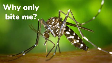 Why Mosquitoes Bite Some People But Not Others Stop Doing These And
