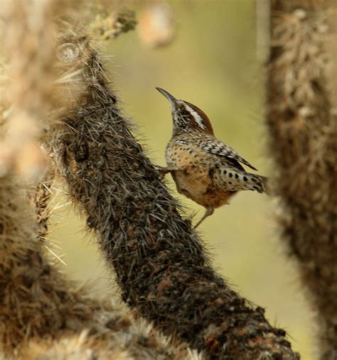 Cactus Wren Campylorhynchus Brunneicapillus Oro Valley Flickr