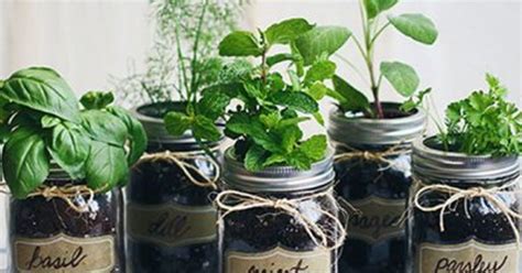 21 Herbs You Should Start Growing On Your Windowsill