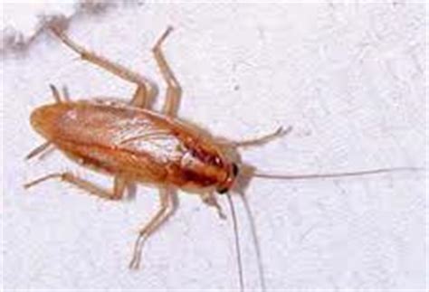 Enjoy florida's outdoors bug free today. Home Pest Control Services, Land O Lakes, Bay Area Lawn & Pest
