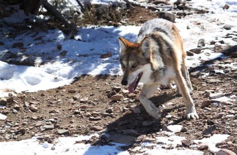 Mexican Gray Wolf Population Peaks In American Southwest Protect The