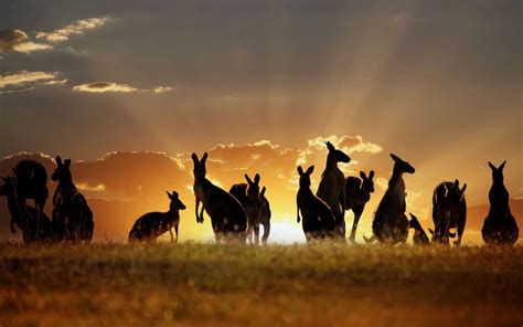 Beauty Cute Amazing Animal Many Kangaroos At Sunset Point In