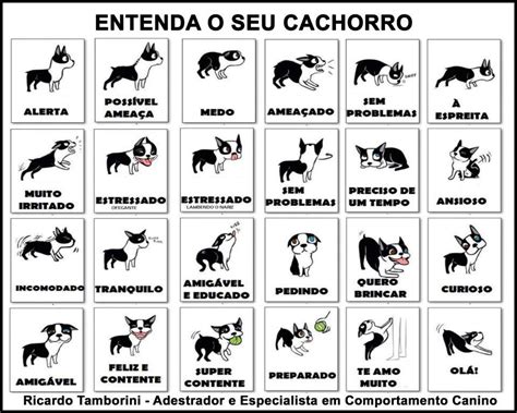 O Que Significa Quando O Cachorro Balança A Cauda