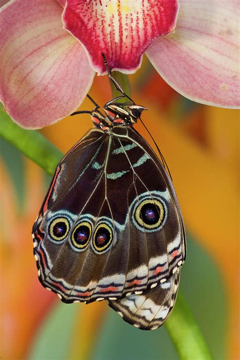Tropical Butterfly The Blue Morpho Photograph By Darrell Gulin
