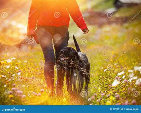 Young Woman With Her Dog Walking Stock Photo Image Of Rest People