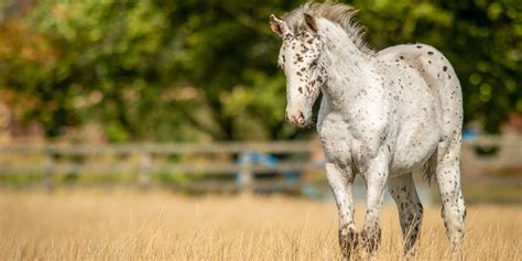What Is A Female Horse Called All About Mares Insider Horse Latest