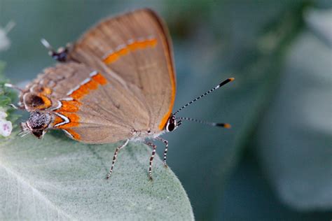 Calycopis Cecrops Red Banded Hairstreak Henry Hartley